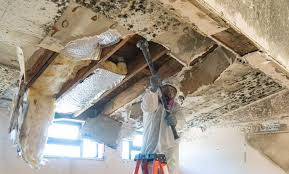 Mold Odor Removal Services in Harris Hill, NY